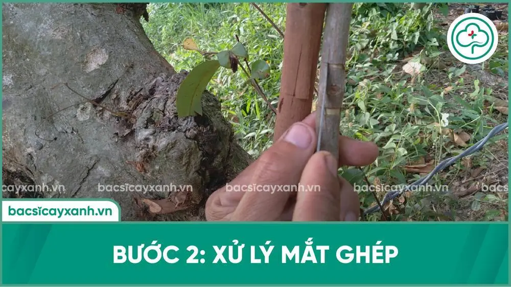 Xử lý mắt ghép cây nhãn