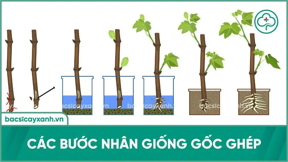 Cách Ghép Cây Nho - Hướng Dẫn Kỹ Thuật