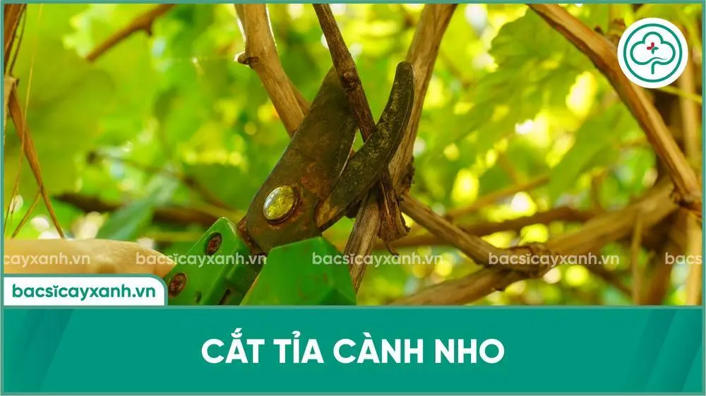 Cắt tỉa cành cây nho