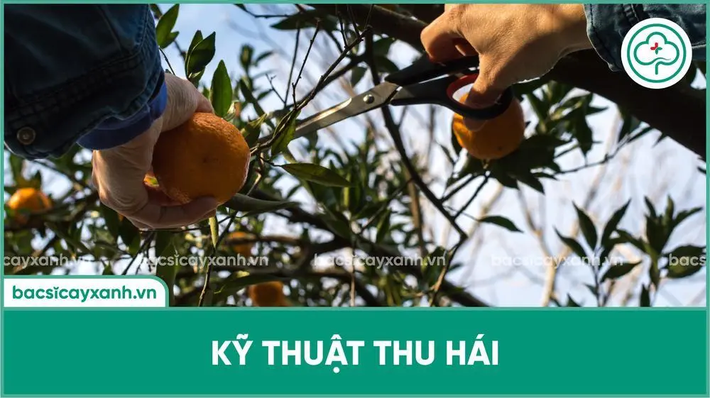 Kỹ thuật thu hoạch quýt