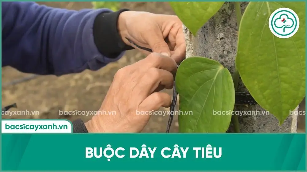 Kỹ thuật chăm sóc hồ tiêu dưới 1 năm tuổi