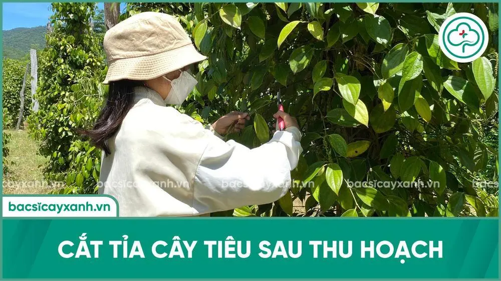 Kỹ thuật tỉa cành, rửa vườn