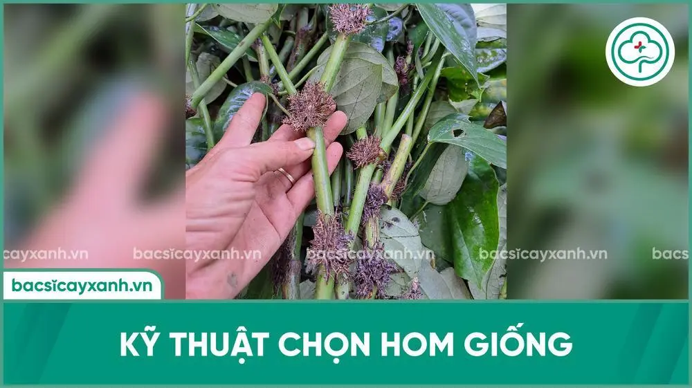 Hướng dẫn cách chọn và nhân giống hồ tiêu năng suất cao
