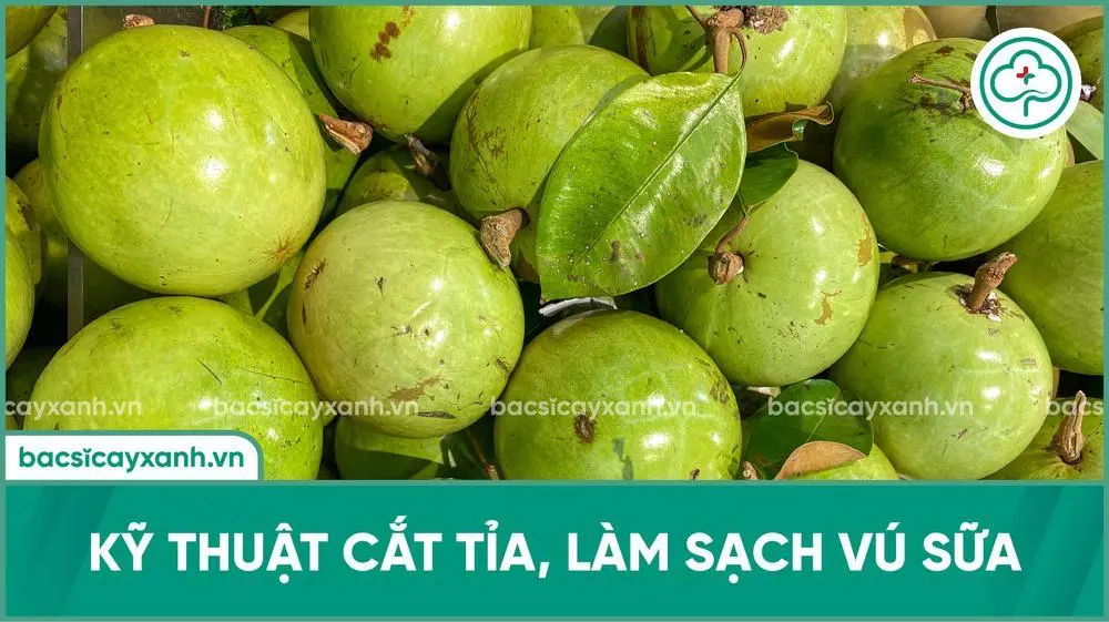 Kỹ thuật cắt tỉa, làm sạch