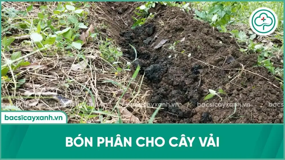 Hướng dẫn chăm sóc và bón phân cây vải ra hoa