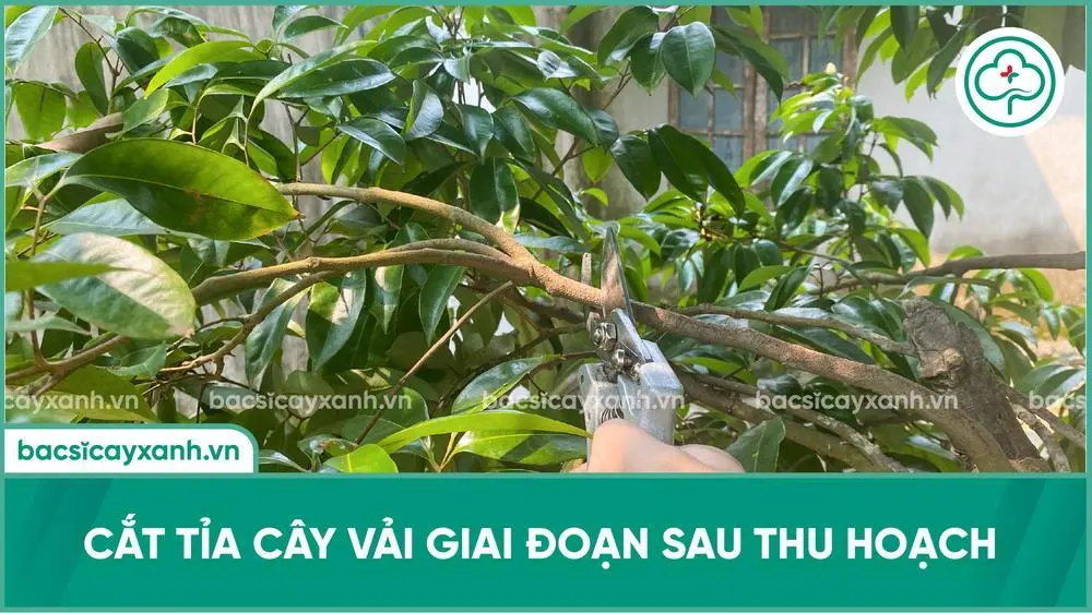 Kỹ thuật tỉa cành, rửa vườn vải