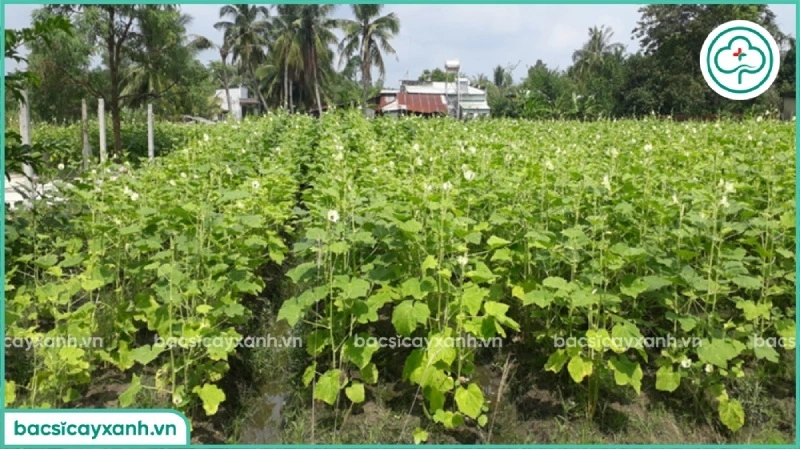 Khoảng cách trồng đậu bắp