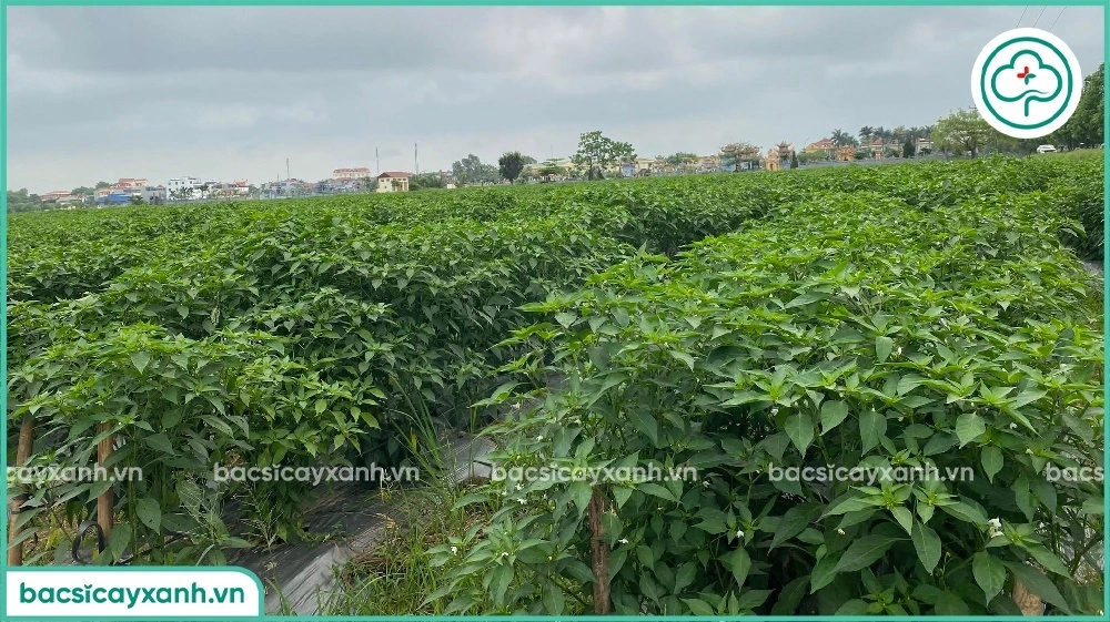 Phòng trừ héo xanh cho cây trồng