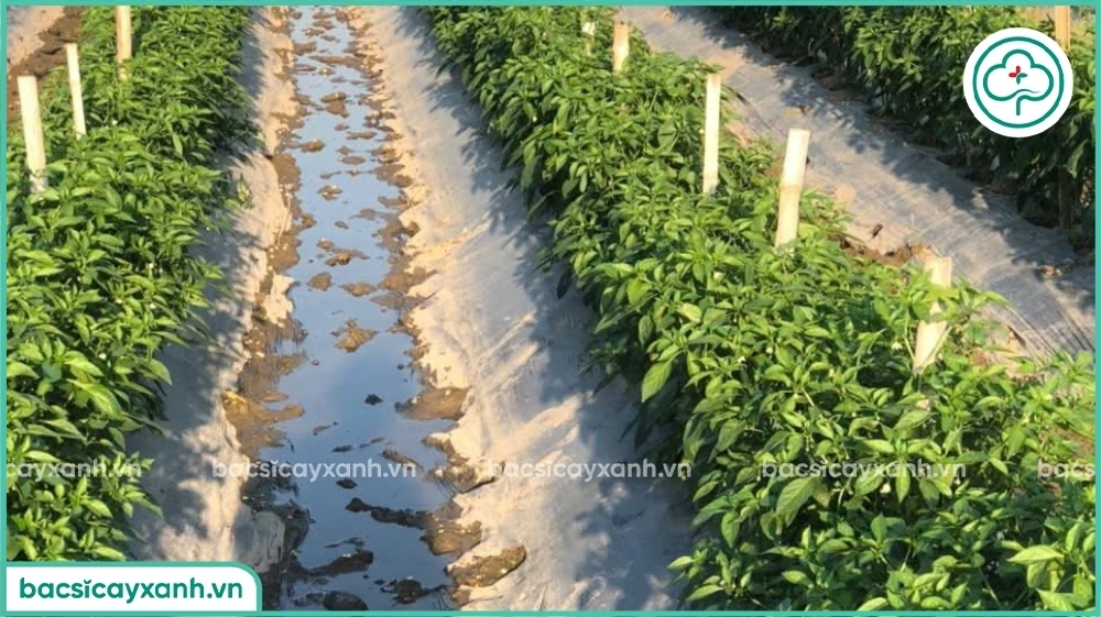 Phòng trừ bệnh héo xanh cho cây trồng