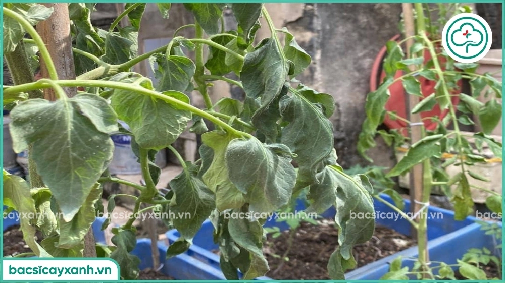 Bệnh héo xanh trên cây trồng