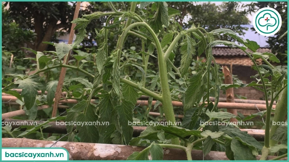 Bệnh héo xanh trên cây trồng