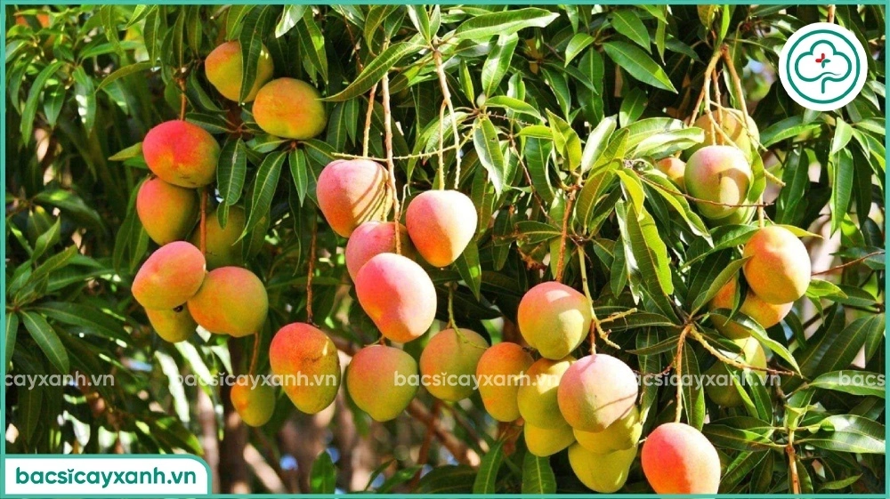 Tác dụng của kali với cây ăn trái