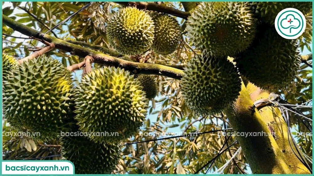 Thời điểm bón kali cho cây trồng