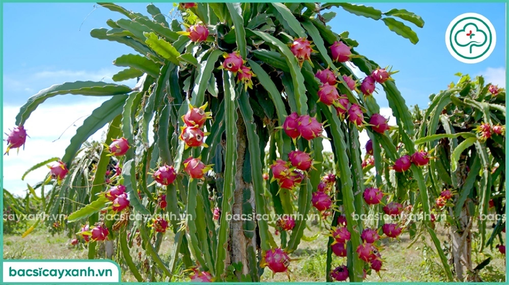 Các loại kali thường được sử dụng