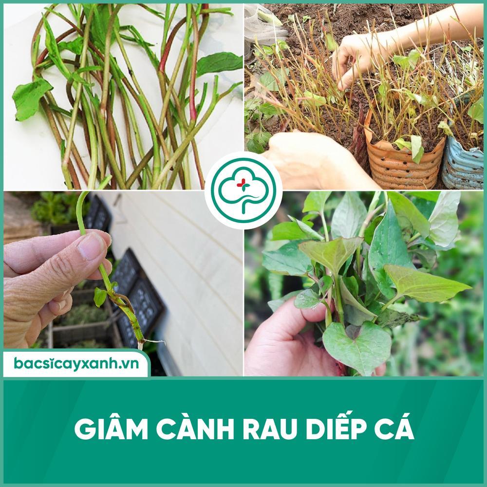 Giâm cành rau diếp cá