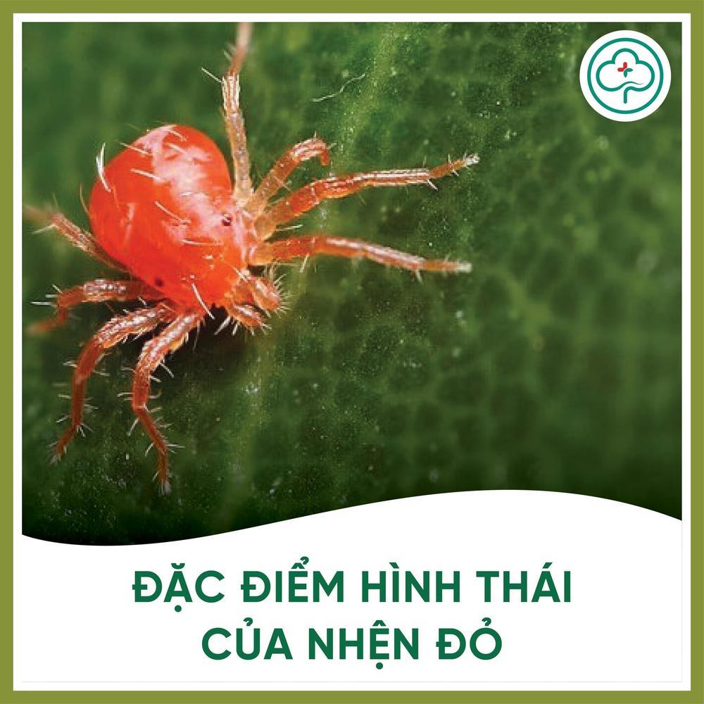 Bí quyết diệt nhện đỏ hại lan hiệu quả mà ít người biết