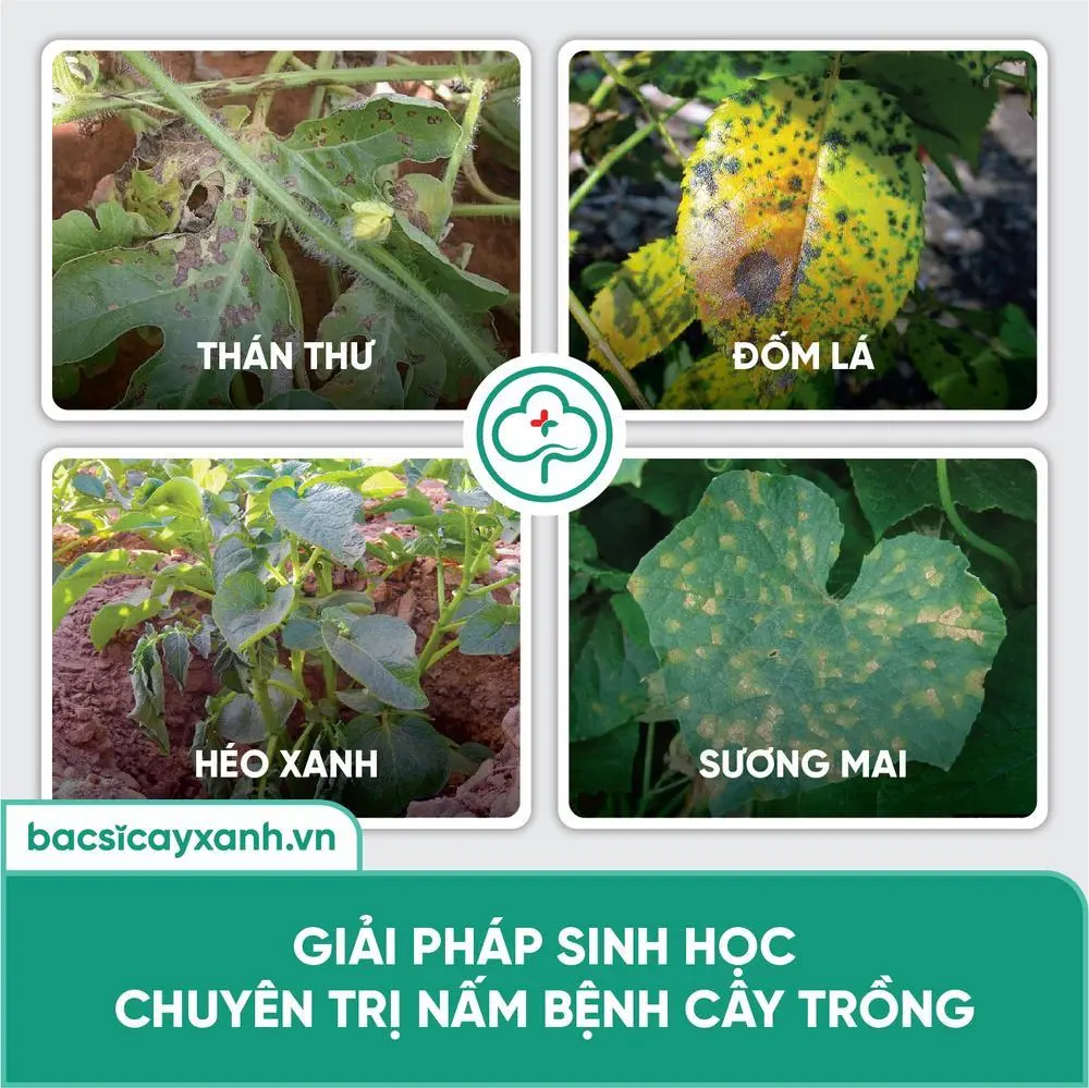 Trị nấm bệnh cây trồng bằng biện pháp sinh học