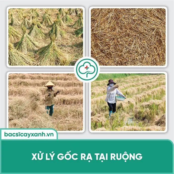 Xử lý gốc rạ bằng chế phẩm sinh học