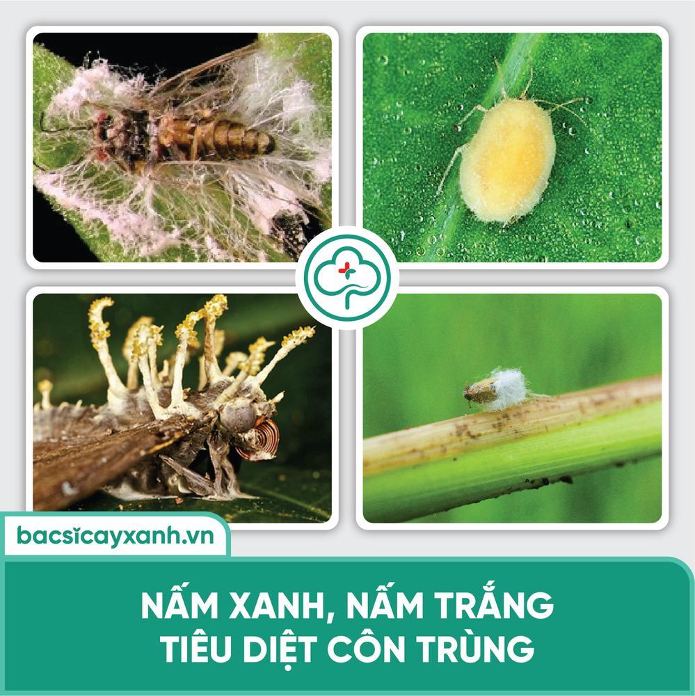 Hãy tìm hiểu về phương pháp trừ sâu sinh học trong hình ảnh này! Đây là phương pháp được sử dụng phổ biến trong nông nghiệp hiện đại, giúp bảo vệ môi trường và cải thiện chất lượng sản phẩm. Với trừ sâu sinh học, bạn sẽ tiết kiệm được chi phí và có thể an tâm sử dụng sản phẩm tươi ngon, không chứa hóa chất độc hại.