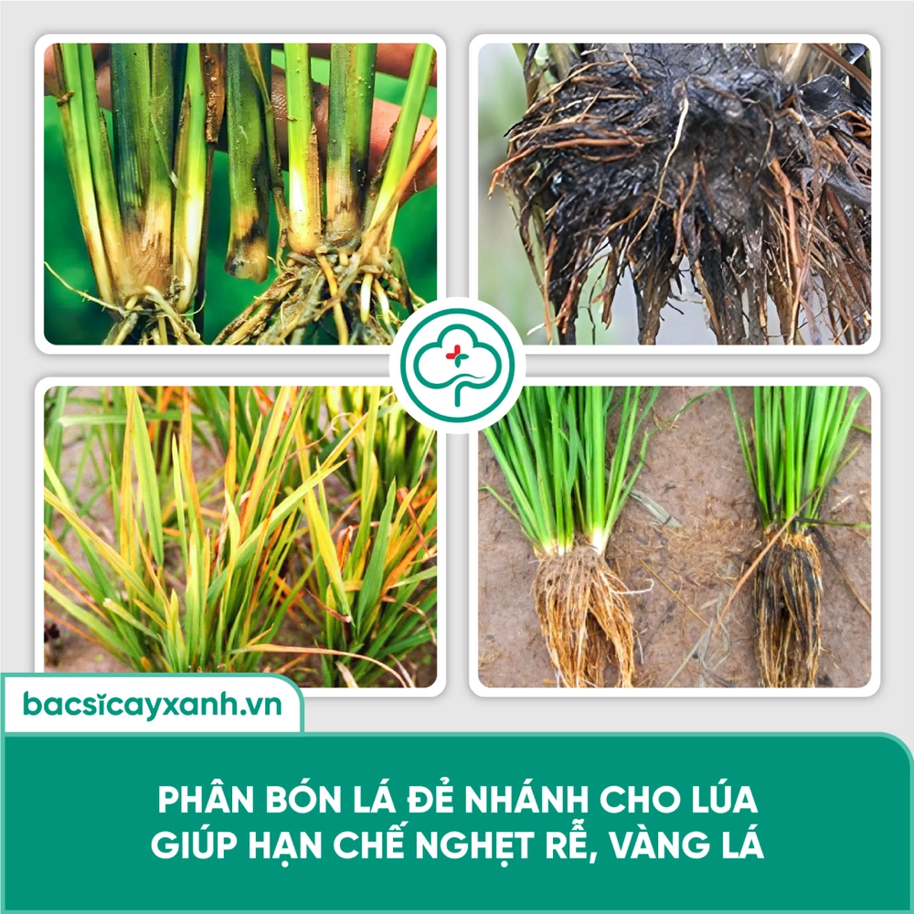 Dinh dưỡng hữu cơ kích rễ nở bụi đẻ nhánh cho lúa