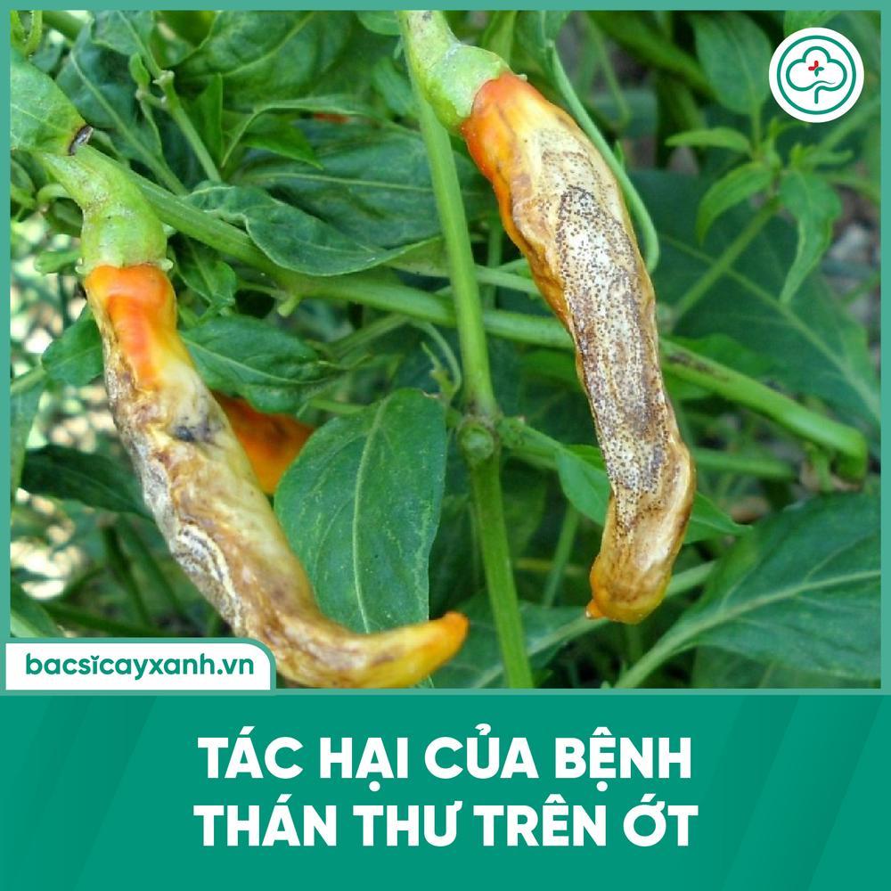 HƯỚNG DẪN] Chữa bệnh thán thư trên ớt hiệu quả và an toàn