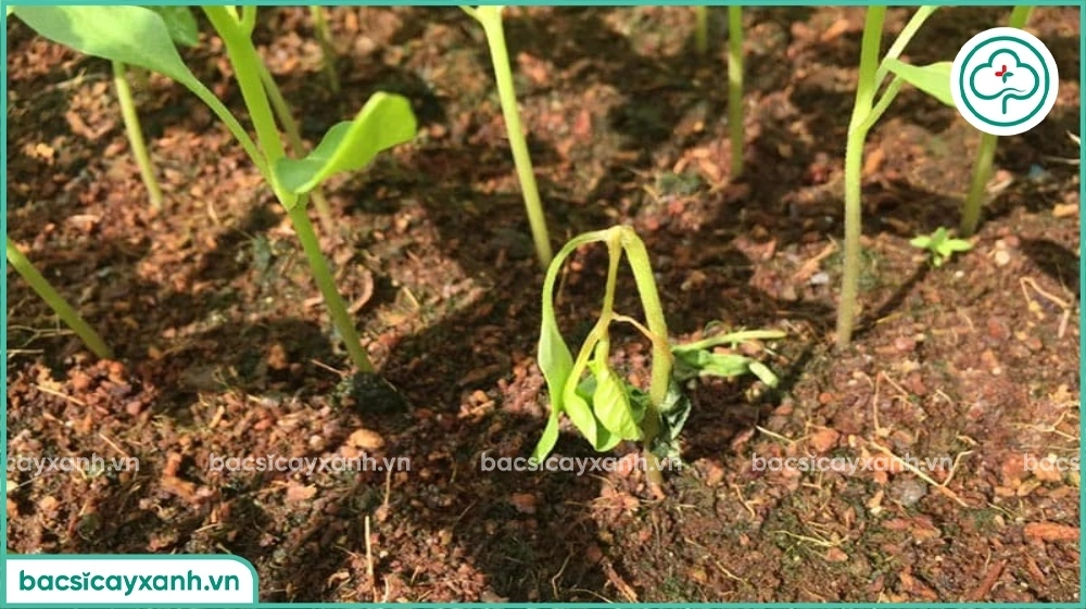 Sử dụng trichderma phòng trừ nấm hại gây bệnh trên cây trồng