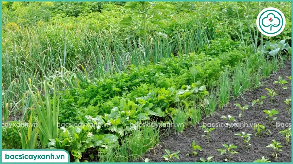 Sử dụng trichoderma phòng bệnh cho rau màu