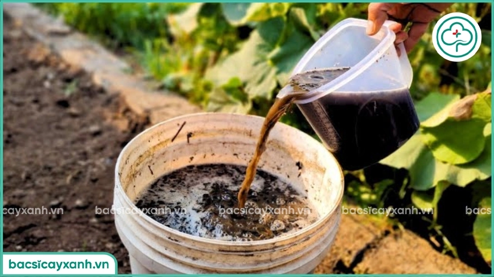 cách sử dụng trichoderma để tưới cây