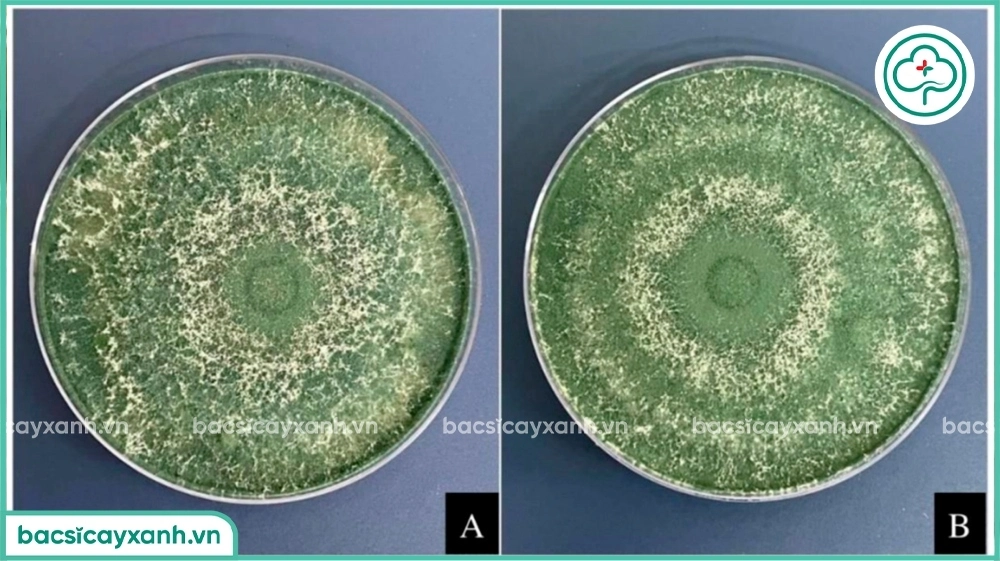 Tăng sinh khối nấm trichoderma