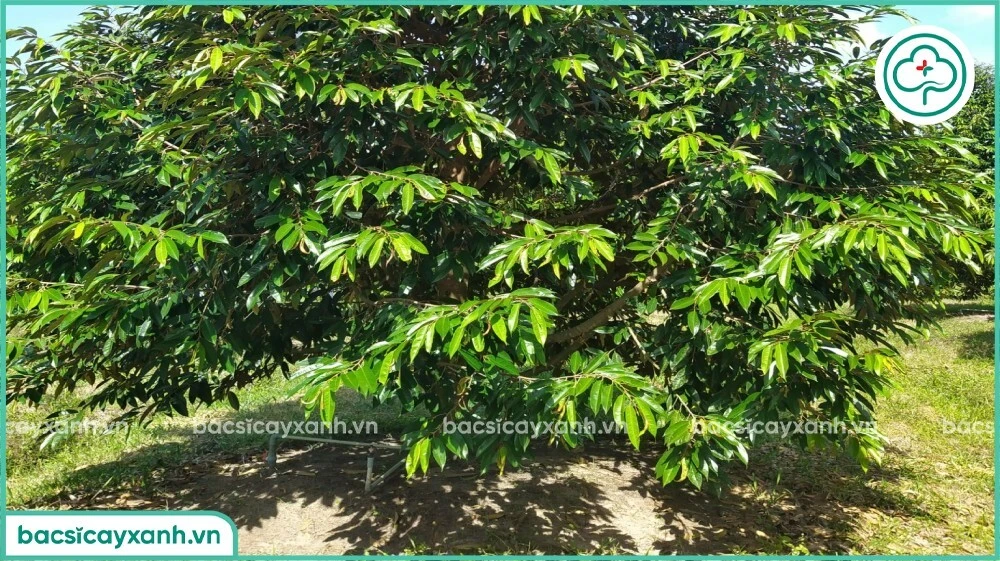 Tưới định kỳ trichoderma cho cây sầu riêng