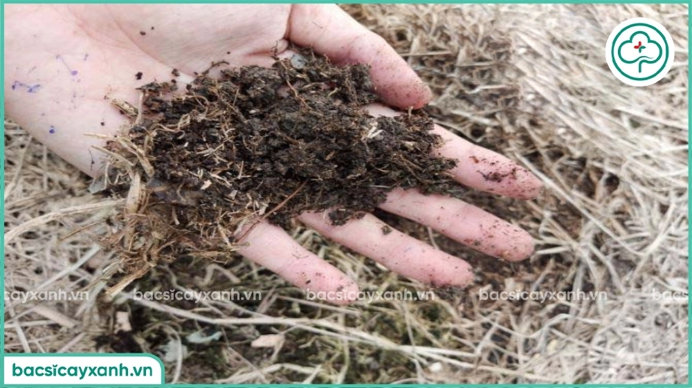 Xử lý đất với trichoderma