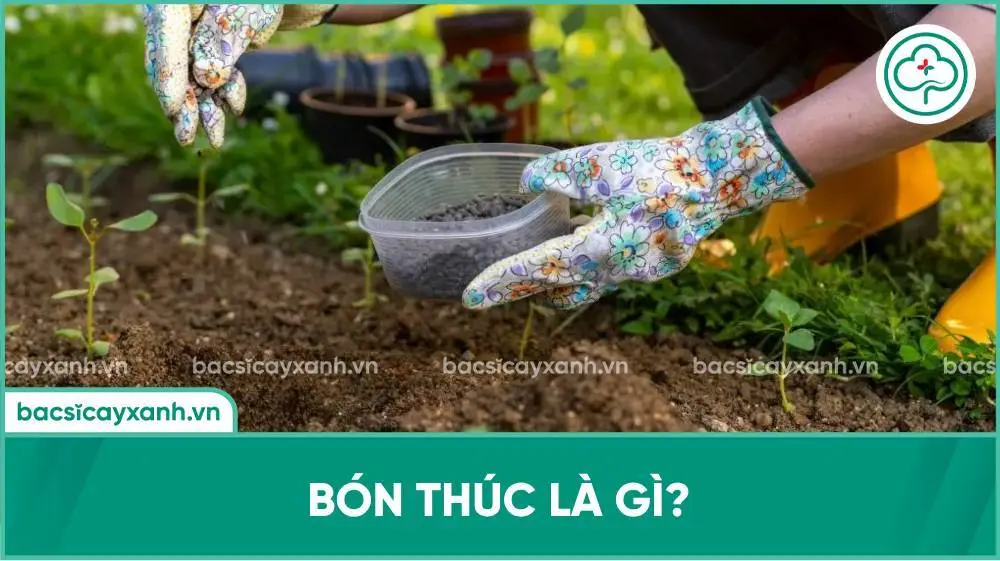 Bón thúc là gì?