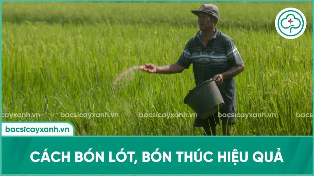 Cách bón lót, bón thúc hiệu quả