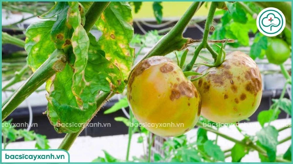 Bệnh bã trầu trên cà chua