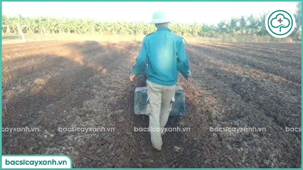 Xử lý đất nhiễm nấm hại