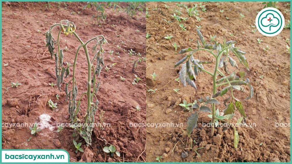 Đất bị nhiễm nấm hại