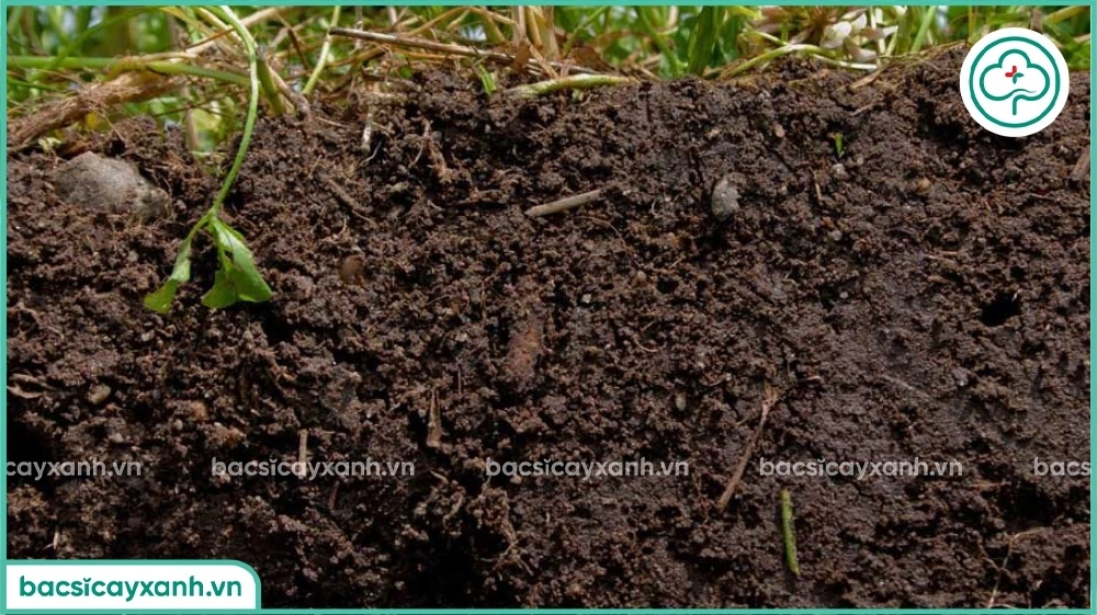 Đặc tích của acid Fulvic