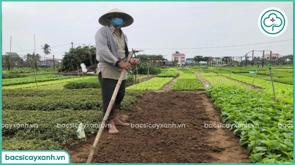 Xử lý đất bị nhiễm nấm hại