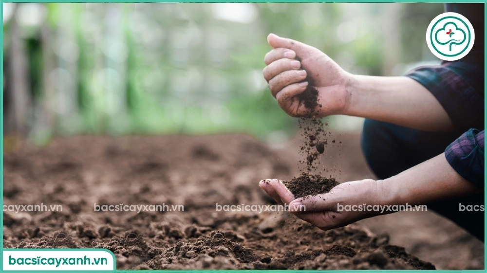 Kiểm tra đất bị nhiễm nấm hại