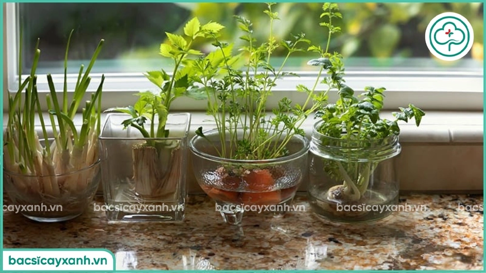 Trồng cà rốt từ đầu củ
