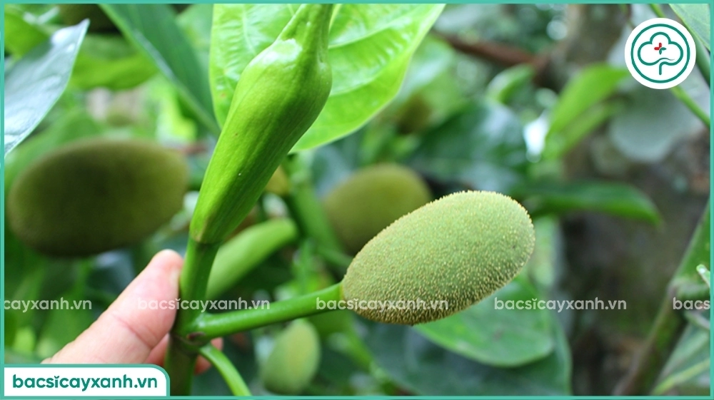 Bón phân cho mít nuôi trái giai đoạn trái nhỏ