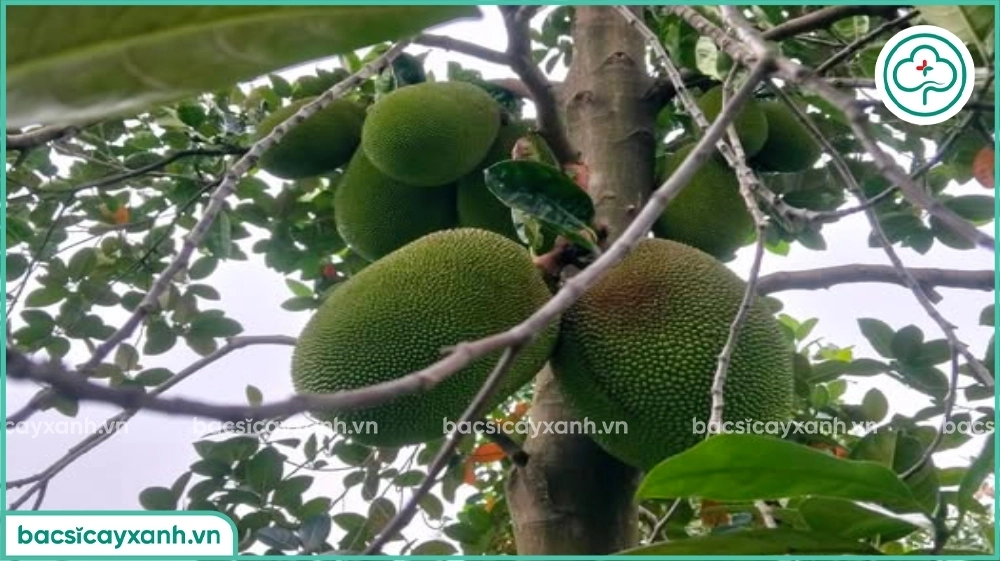 Bón phân nuôi trái mít lớn nhanh