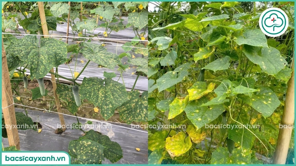 Biểu hiện bệnh sương mai trên dưa leo