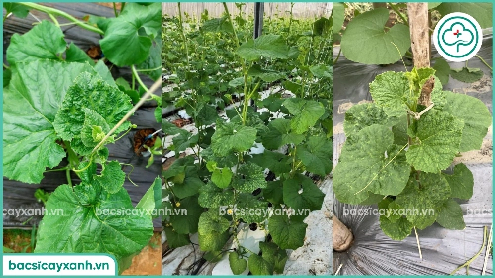 Bệnh khảm trên dưa lưới