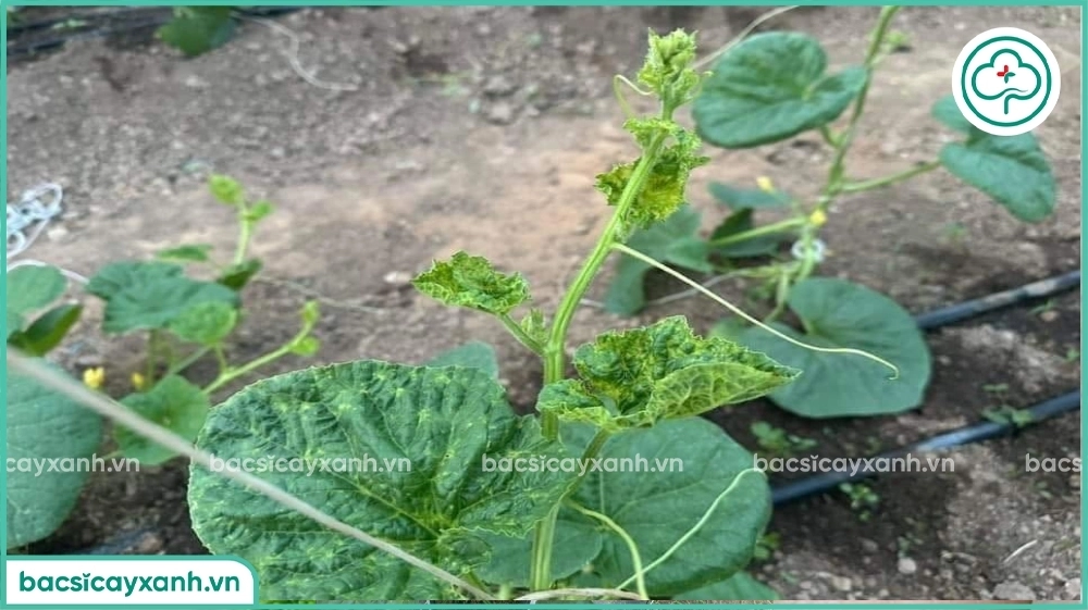 Bệnh khảm trên dưa lưới
