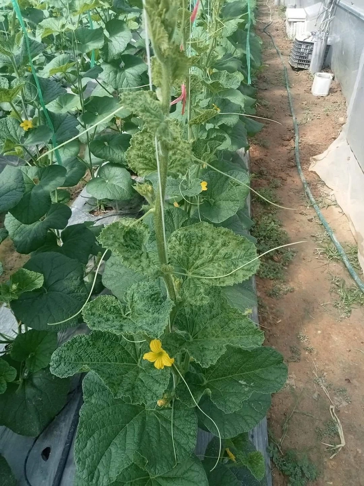 Bệnh khảm trên dưa lưới