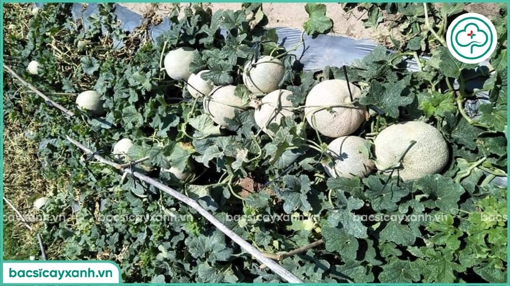 Trồng dưa lưới ngoài trời