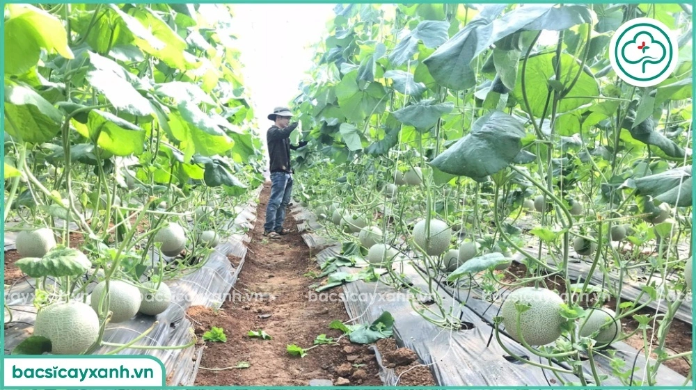 Trồng dưa lưới ngoài trời