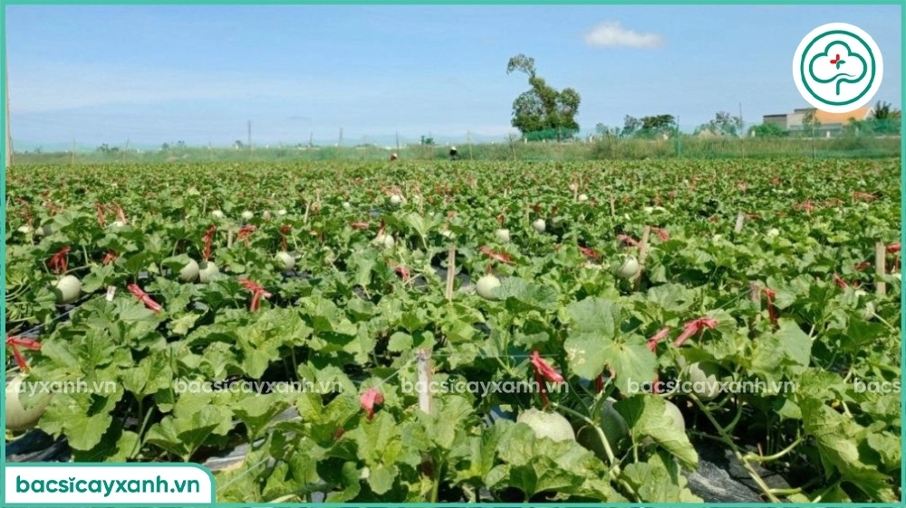 Trồng dưa lưới ngoài trời
