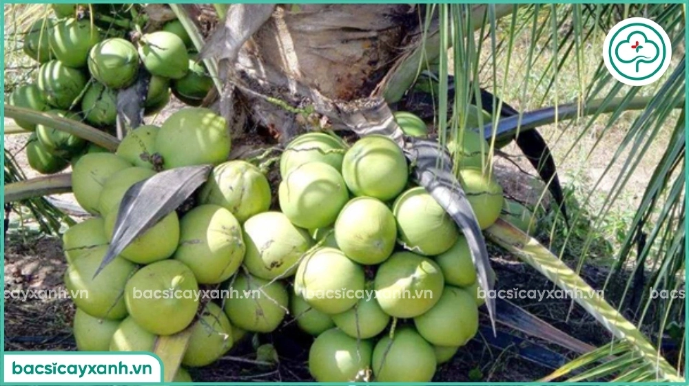 Rụng trái non trên cây dừa